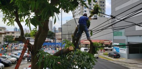 Antes de podar o remover un árbol…